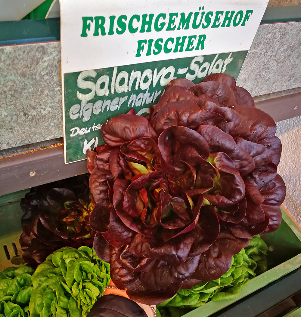 Salanova Salat