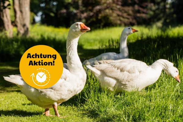 Martinsgans - Vorbestellung